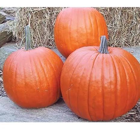 Semilla de calabaza de halloween