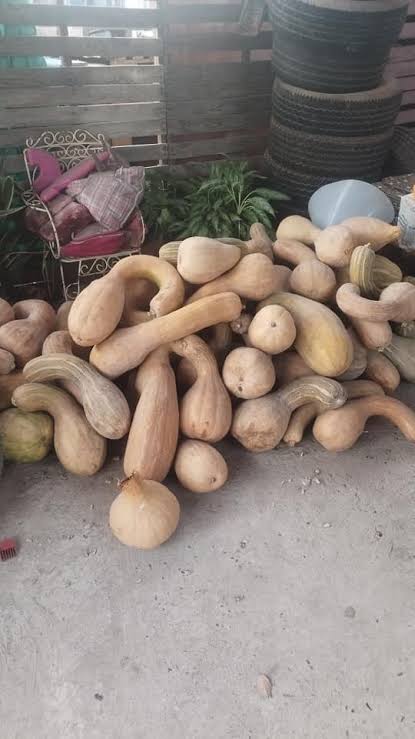 Semilla de calabaza sehualca