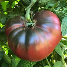 Semillas de tomate Cherokee purple