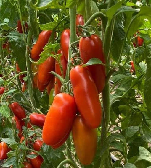 Semilla de tomate san marzano