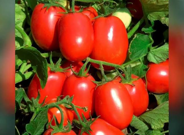 Semillas de tomate saladette