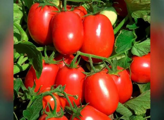 Semillas de tomate saladette