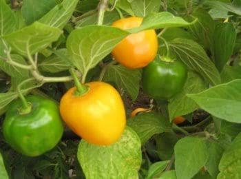 Semilla de chile manzano amarillo