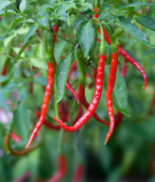 Semilla de chile de árbol