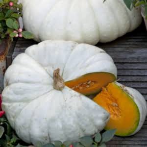 Semilla de calabaza flat white boer