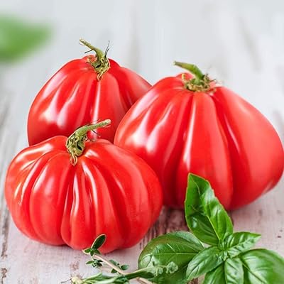 Semilla de tomate abruzzese