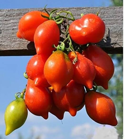 Semilla de tomate piennolo del vesuvio