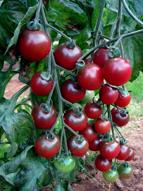 Semilla de tomate cherry rosella