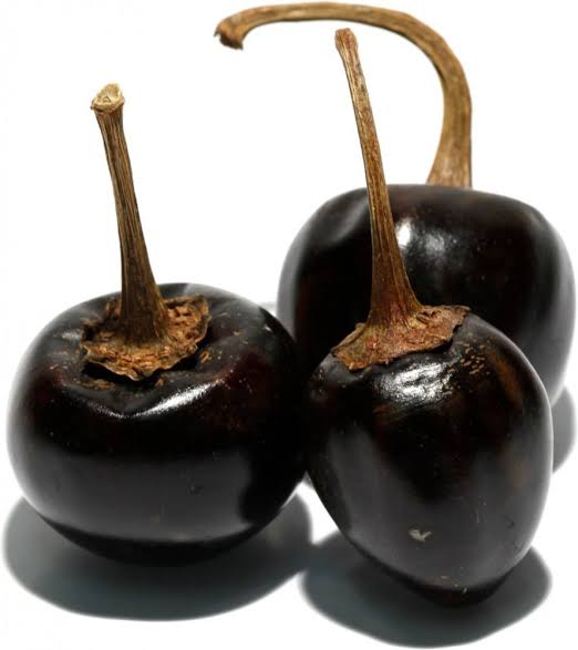 Semilla de chile cascabel
